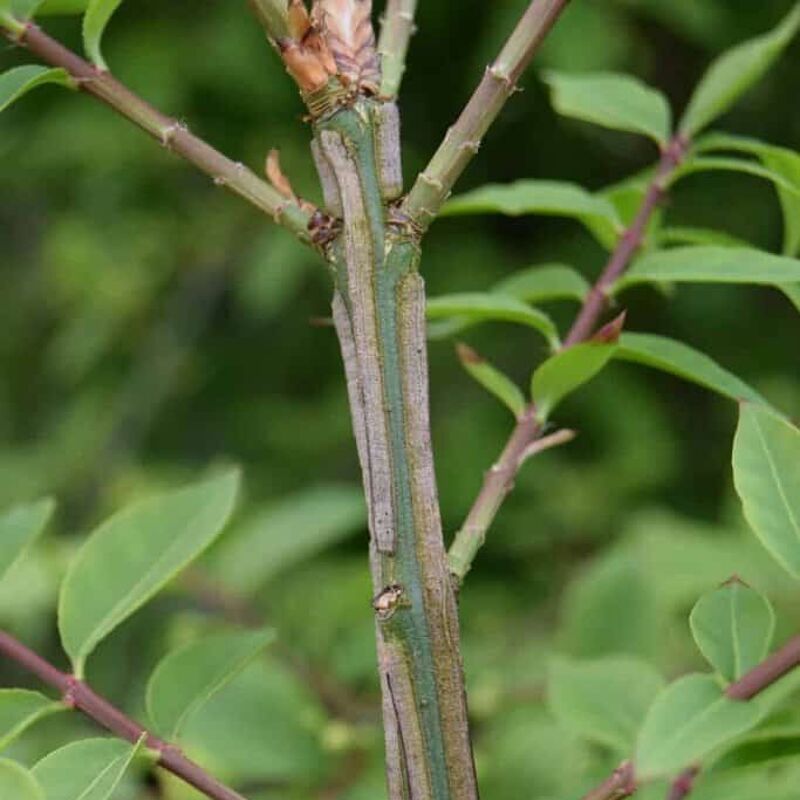 Euonymus alatus 'Compactus' 100-125 cm